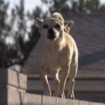 k2_items_src_2b43c7ef1c8dc2c00b3d601a0c821018