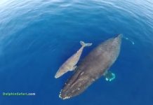 VIDEO. Delfini şi balene filmate cu ajutorul unei drone. Imagini impresionante