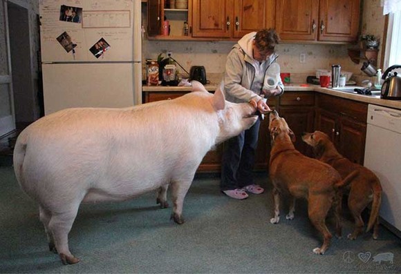 esther-wonder-pig-sanctuary-steve-derek-11-3n