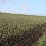 masswow_56b6098317c30[1]