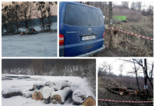 Alertă de mediu la Iași! Infractorii, încă în libertate, de la Direcția Silvică, curăță de pe harta Iașului ultimele păduri