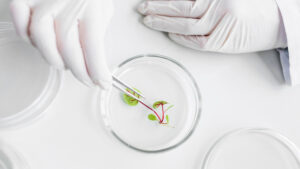 fertilizare vitro in iasi