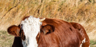 Vaca a devenit dintr-o data agresiva Sursa: Freepik