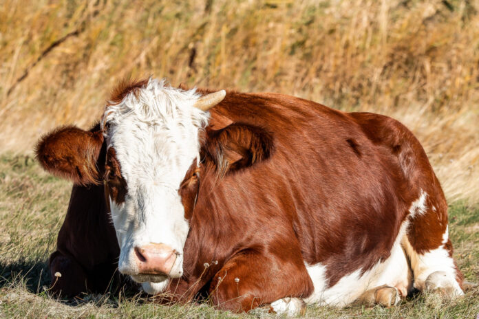 Vaca a devenit dintr-o data agresiva Sursa: Freepik