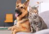 Compania animalelor are un efect pozitiv asupra oamenilor