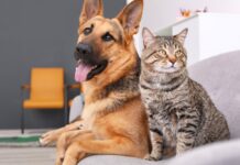 Compania animalelor are un efect pozitiv asupra oamenilor