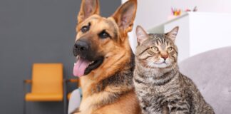 Compania animalelor are un efect pozitiv asupra oamenilor