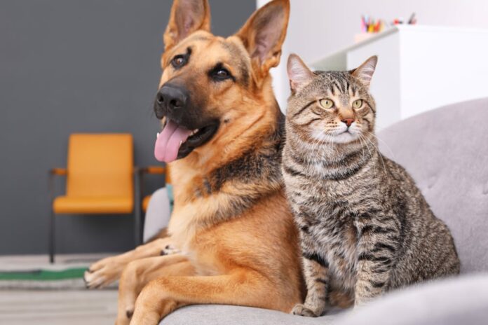 Compania animalelor are un efect pozitiv asupra oamenilor