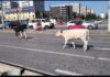 Doua vaci speriate in Podu Ros