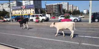 Doua vaci speriate in Podu Ros