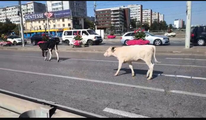 Doua vaci speriate in Podu Ros