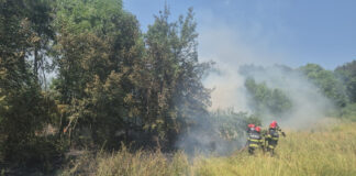 incendiu gradina botanica