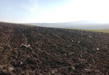 VIDEO Pericol pentru sol și apă în comuna Șcheia: dejecțiile din fose au fost aruncate pe câmp cu utilajul Primăriei