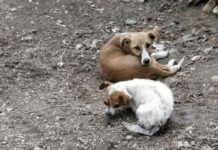 Tramvaiul responsabilității, apel pentru cățeii fără stăpân