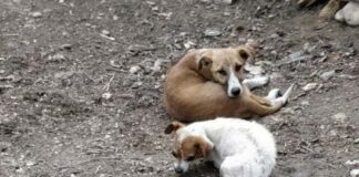 Tramvaiul responsabilității, apel pentru cățeii fără stăpân