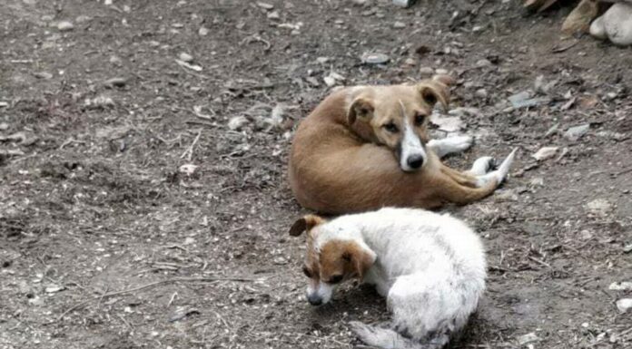 VIDEO Fără sterilizare, câinii fără stăpân din Iași vor rămâne o problemă greu de gestionat. Va fi construit un nou padoc în comuna Victoria