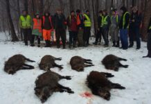 Vânătoare ilegală, de Ziua Națională! Acuzații de partide ilegale pentru „granguri” străini, cu sprijinul șefilor Direcției Silvice Iași