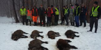 Vânătoare ilegală, de Ziua Națională! Acuzații de partide ilegale pentru „granguri” străini, cu sprijinul șefilor Direcției Silvice Iași