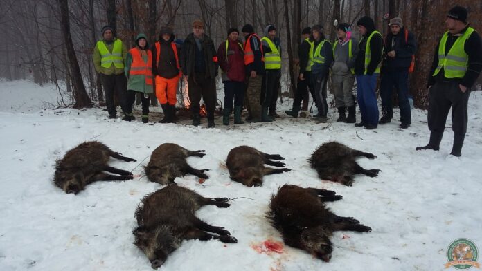 vanatoare mistreti Iasi