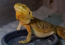 „Expoziția Educativă de Tarantule și Reptile Vii” revine la Palas cu exemplare spectaculoase