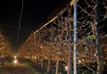 VIDEO „Azi-noapte am dat foc la 40.000 de euro”: Cum și-au salvat recolta proprietarii unei livezi din Cluj-Napoca