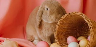 De ce este iupurașul un animal simbolic pentru Paște. Nu este o strategie de marketing, ci o tradiție veche de secole