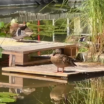 VIDEO Lacul artificial din Copou a devenit casă pentru o familie de rățuște