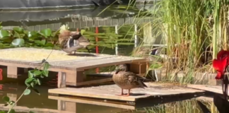 VIDEO Lacul artificial din Copou a devenit casă pentru o familie de rățuște