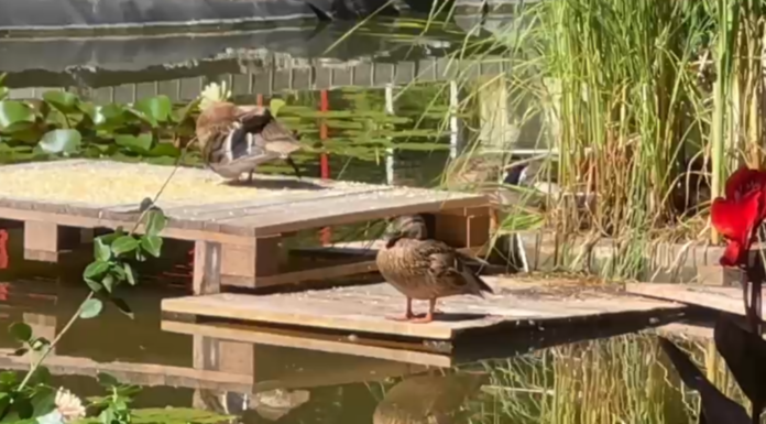 VIDEO Lacul artificial din Copou a devenit casă pentru o familie de rățuște