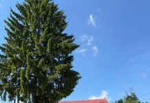 Ascunsă în mijlocul pădurii, această tabără de stat a devenit una dintre cele mai căutate din România. Elevi din toată țara și din străinătate aleg Tabăra Muncel pentru condițiile foarte bune