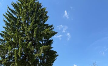 Ascunsă în mijlocul pădurii, această tabără de stat a devenit una dintre cele mai căutate din România. Elevi din toată țara și din străinătate aleg Tabăra Muncel pentru condițiile foarte bune