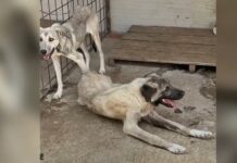 Doi medici de la lagărul de câini din Suiara au fost trimiși în judecată