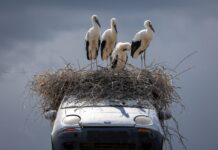 Patru cocostârci și-au făcut „casă” într-un Matiz abandonat, lângă Pașcani