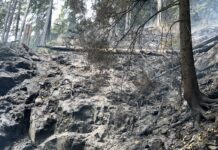 VIDEO Incendiu în Masivul Ceahlău: 350 de metri pătrați de pădure afectați. Pompierii au reluat intervenția în această dimineață