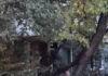 Video Un tânăr refuză să coboare dintr-un copac, în zona Cantemir din Iași