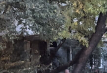 Video Un tânăr refuză să coboare dintr-un copac, în zona Cantemir din Iași