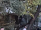 Video Un tânăr refuză să coboare dintr-un copac, în zona Cantemir din Iași